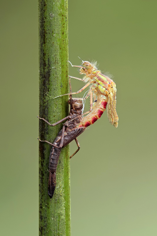 Large Red Damselfly emerging 1